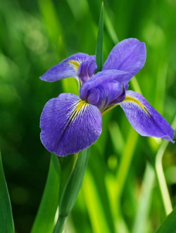 小众送妈妈的花有哪些花