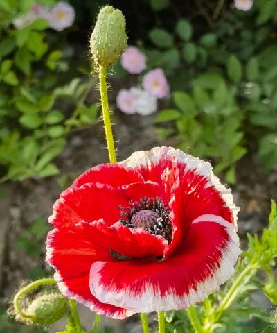小众送妈妈的花有哪些花