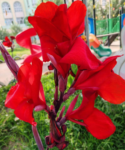 小众送妈妈的花有哪些花