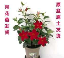 小众送妈妈的花有哪些花
