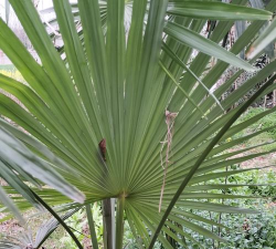 小众送妈妈的花有哪些花