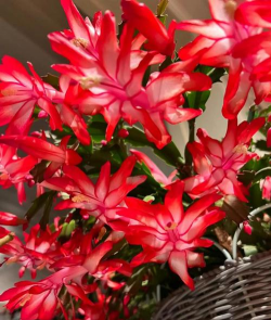 小众送妈妈的花有哪些花