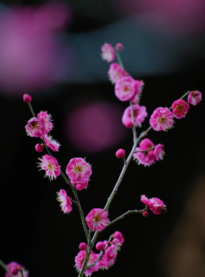 小众送妈妈的花有哪些花
