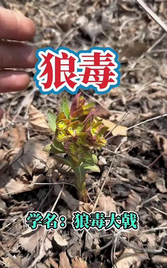 狼毒种植种子怎么种植