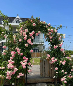 拱门花的品种有哪些花