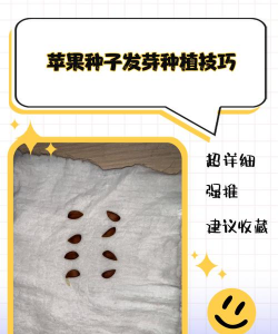 苹果种植怎么种植方法