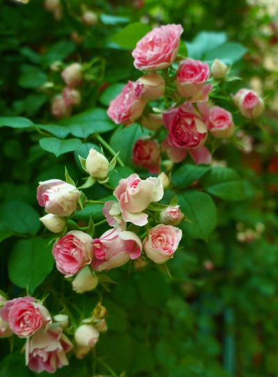 小众送妈妈的花有哪些花