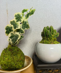 小众送妈妈的花有哪些花