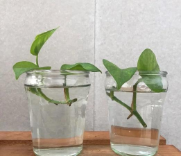 小众送妈妈的花有哪些花