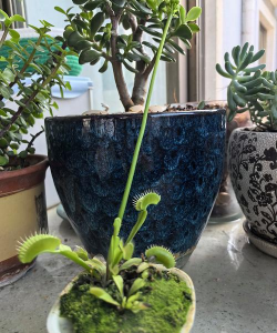 小众送妈妈的花有哪些花