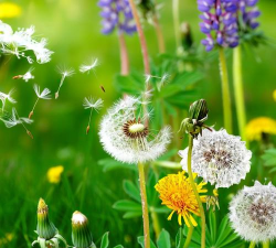 小众送妈妈的花有哪些花