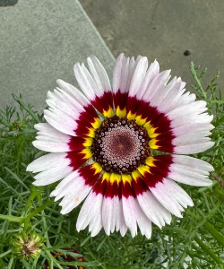 小众送妈妈的花有哪些花