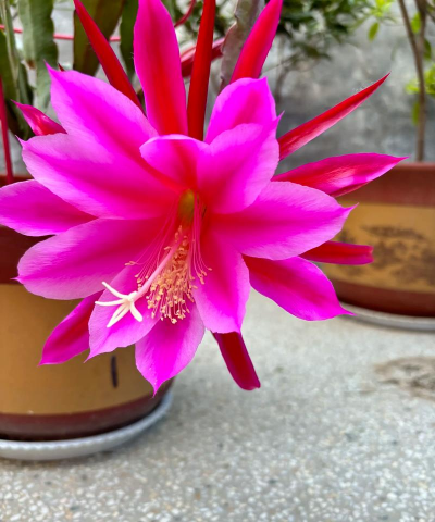 小众送妈妈的花有哪些花