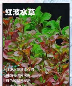 什么叶子让水变红