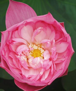 小众送妈妈的花有哪些花