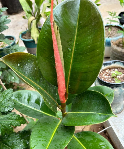 小众送妈妈的花有哪些花