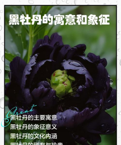 黑牡丹象征什么意义