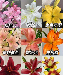 小众送妈妈的花有哪些花