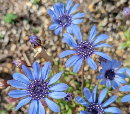 小众送妈妈的花有哪些花