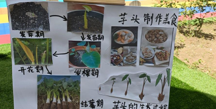 种植香芋怎么种植