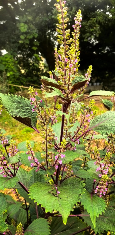 紫苏什么时候修剪