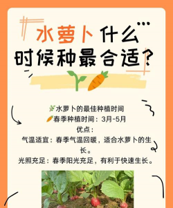水萝卜种植怎么种植