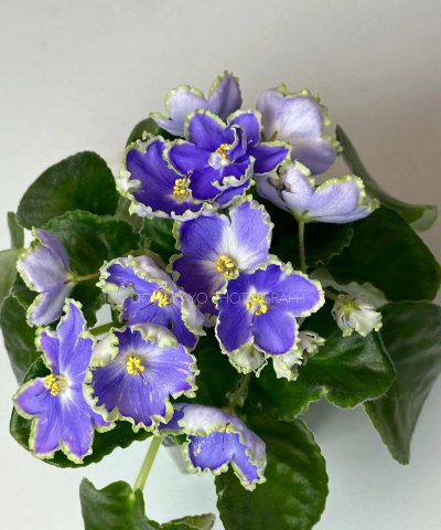 小众送妈妈的花有哪些花