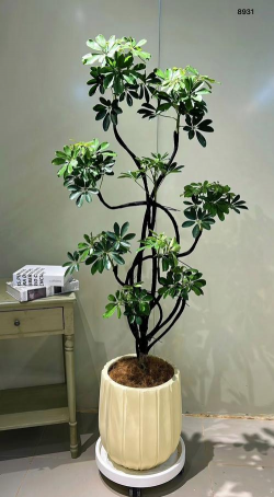 小众送妈妈的花有哪些花