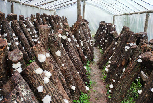 小众送妈妈的花有哪些花