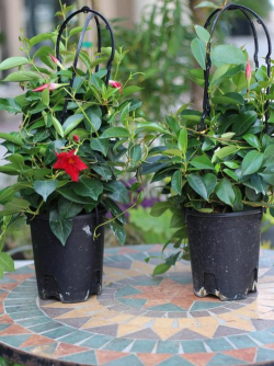 飘香花用什么盆栽