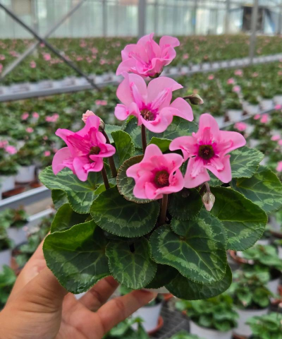 小众送妈妈的花有哪些花