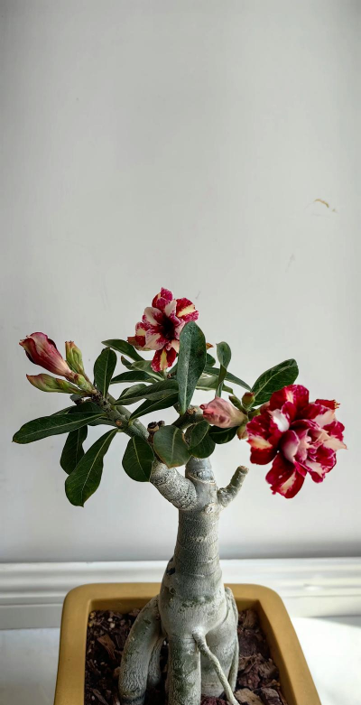 小众送妈妈的花有哪些花