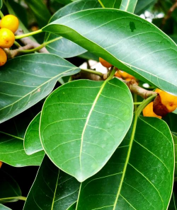 小众送妈妈的花有哪些花