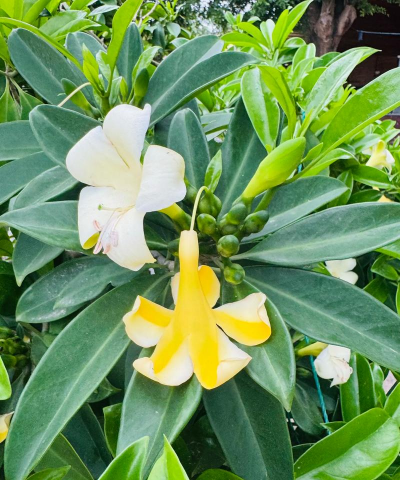 小众送妈妈的花有哪些花