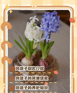 小众送妈妈的花有哪些花