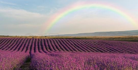 小众送妈妈的花有哪些花