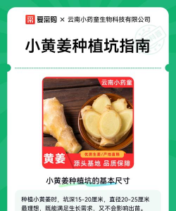 种植小黄姜怎么种植