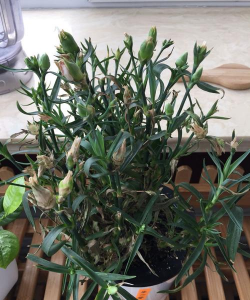 小众送妈妈的花有哪些花