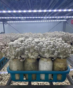 种植鹿茸菇怎么种植