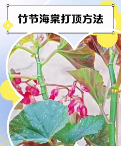 竹节海棠什么时候打顶