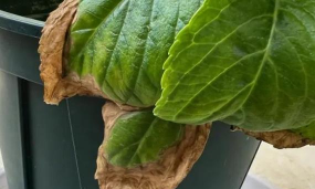 栎树怎么种植技术