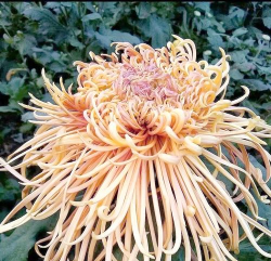 小众送妈妈的花有哪些花