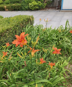 小众送妈妈的花有哪些花