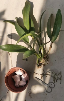 小众送妈妈的花有哪些花