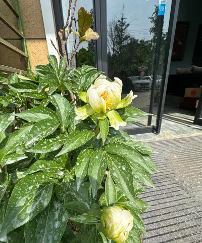 绿色芍药花语是什么