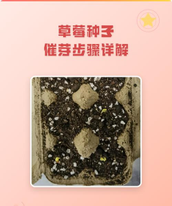 小众送妈妈的花有哪些花