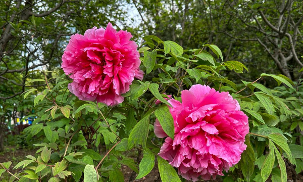 复旦花有哪些品种的花