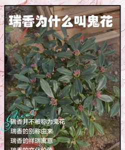 瑞香为什么叫瑞香