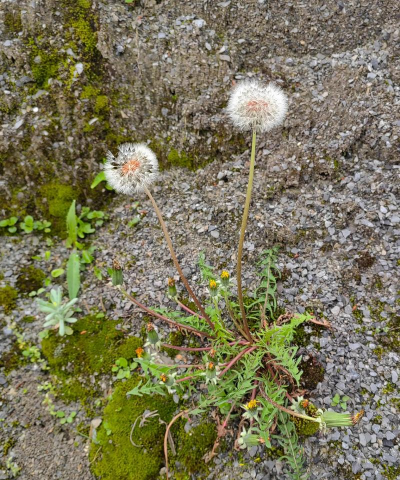 小众送妈妈的花有哪些花
