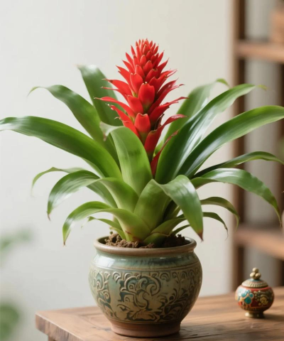 小众送妈妈的花有哪些花